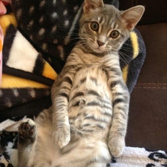 Meet your Posher, Bob - Picture 1 of 1